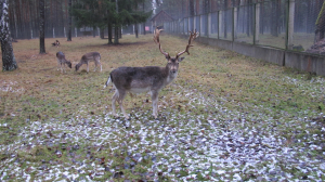 别洛韦日国家森林公园